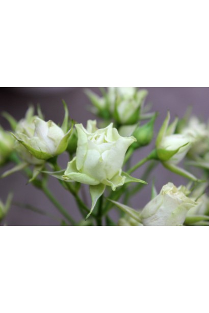 Троянда-спрей Лувіана